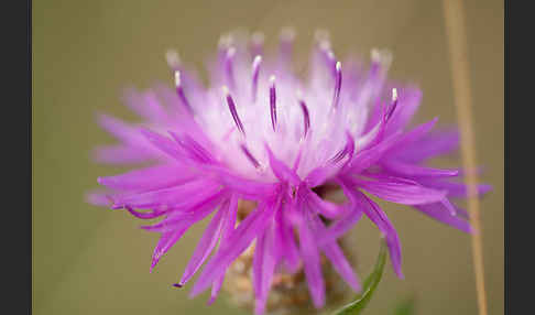 Wiesen-Flockenblume (Centaurea jacea)