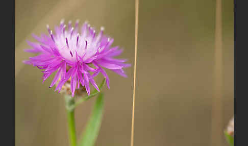 Wiesen-Flockenblume (Centaurea jacea)