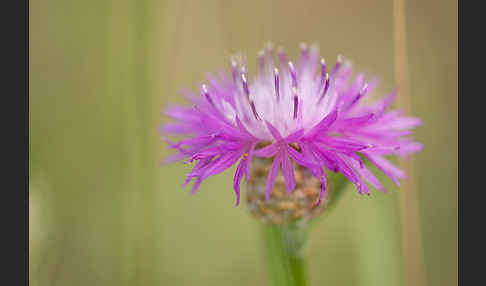 Wiesen-Flockenblume (Centaurea jacea)