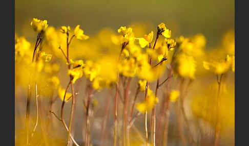 Verkannter Wasserschlauch (Utricularia australis)