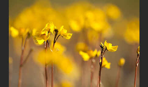 Verkannter Wasserschlauch (Utricularia australis)