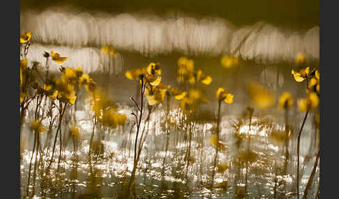 Verkannter Wasserschlauch (Utricularia australis)