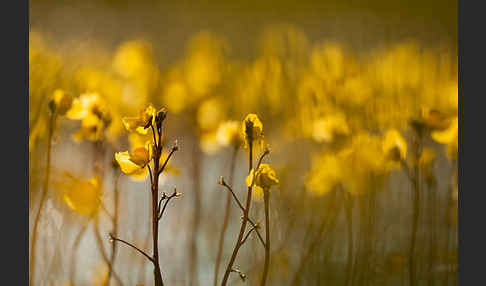 Verkannter Wasserschlauch (Utricularia australis)