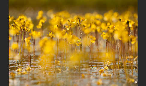 Verkannter Wasserschlauch (Utricularia australis)