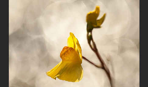 Verkannter Wasserschlauch (Utricularia australis)