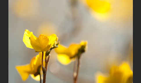 Verkannter Wasserschlauch (Utricularia australis)