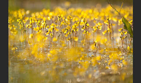 Verkannter Wasserschlauch (Utricularia australis)