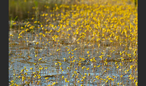 Verkannter Wasserschlauch (Utricularia australis)