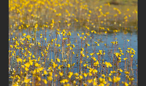 Verkannter Wasserschlauch (Utricularia australis)