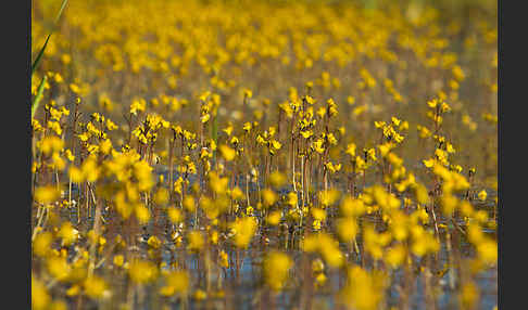 Verkannter Wasserschlauch (Utricularia australis)