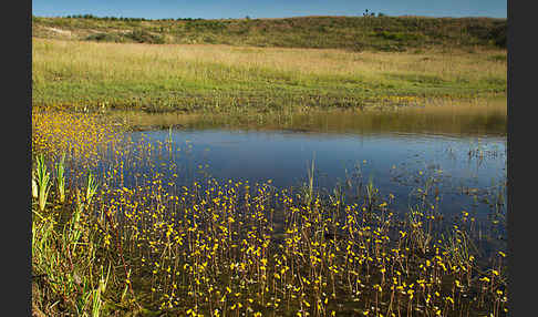 Verkannter Wasserschlauch (Utricularia australis)