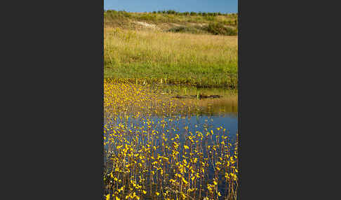 Verkannter Wasserschlauch (Utricularia australis)