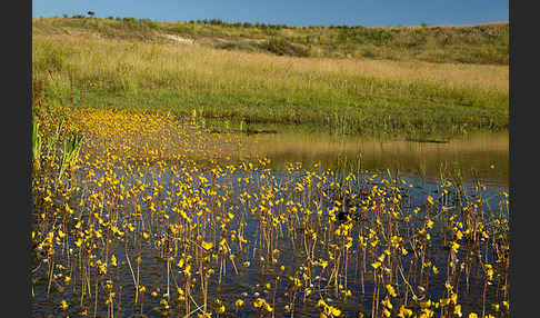 Verkannter Wasserschlauch (Utricularia australis)