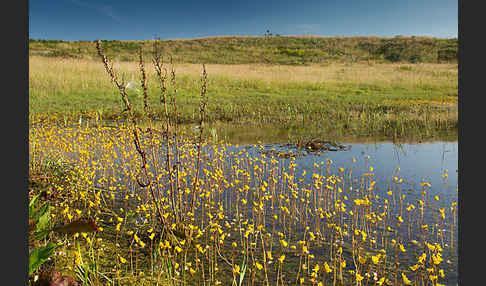 Verkannter Wasserschlauch (Utricularia australis)