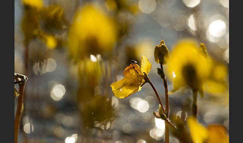 Verkannter Wasserschlauch (Utricularia australis)