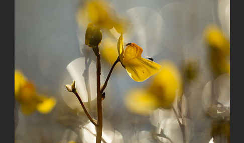 Verkannter Wasserschlauch (Utricularia australis)