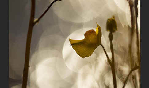 Verkannter Wasserschlauch (Utricularia australis)