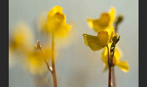 Verkannter Wasserschlauch (Utricularia australis)