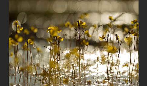 Verkannter Wasserschlauch (Utricularia australis)