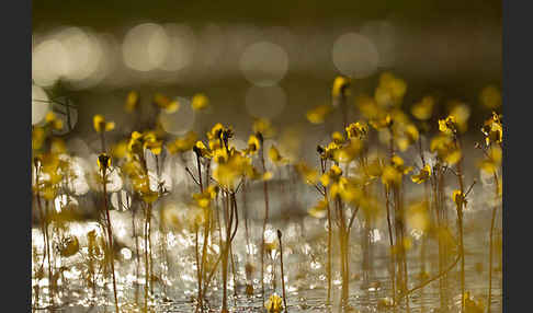 Verkannter Wasserschlauch (Utricularia australis)