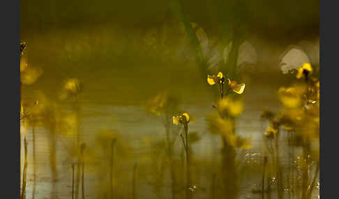 Verkannter Wasserschlauch (Utricularia australis)