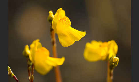 Verkannter Wasserschlauch (Utricularia australis)