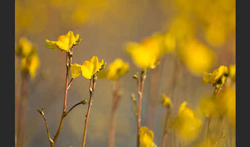 Verkannter Wasserschlauch (Utricularia australis)