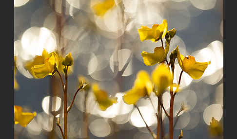 Verkannter Wasserschlauch (Utricularia australis)