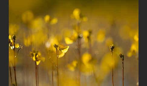 Verkannter Wasserschlauch (Utricularia australis)