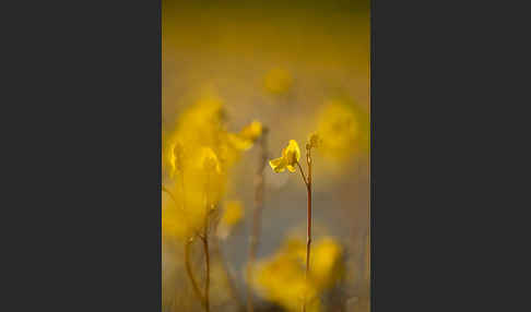 Verkannter Wasserschlauch (Utricularia australis)