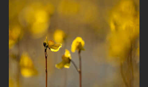 Verkannter Wasserschlauch (Utricularia australis)