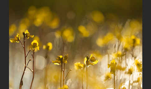 Verkannter Wasserschlauch (Utricularia australis)