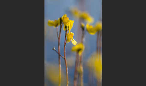 Verkannter Wasserschlauch (Utricularia australis)