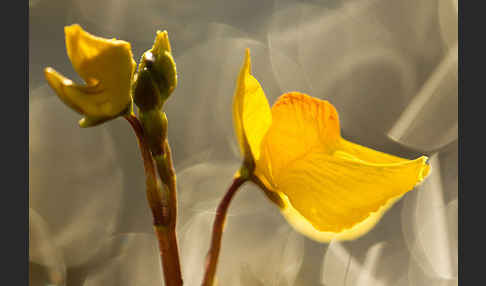 Verkannter Wasserschlauch (Utricularia australis)