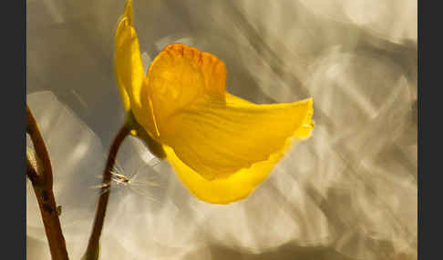 Verkannter Wasserschlauch (Utricularia australis)