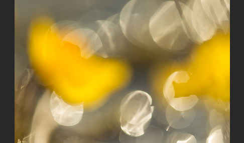 Verkannter Wasserschlauch (Utricularia australis)