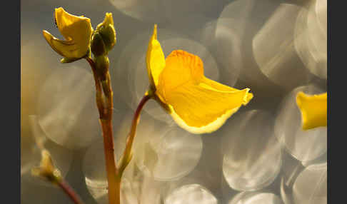 Verkannter Wasserschlauch (Utricularia australis)