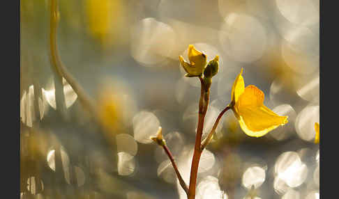 Verkannter Wasserschlauch (Utricularia australis)