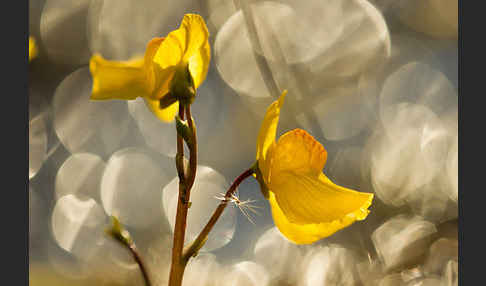 Verkannter Wasserschlauch (Utricularia australis)