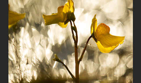 Verkannter Wasserschlauch (Utricularia australis)