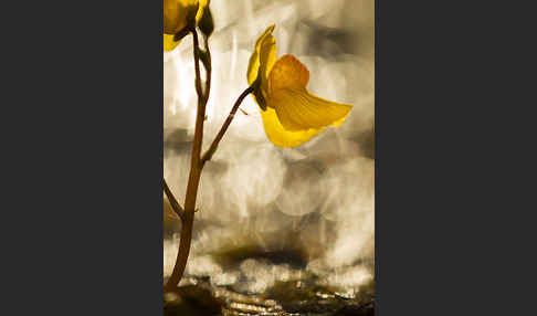 Verkannter Wasserschlauch (Utricularia australis)