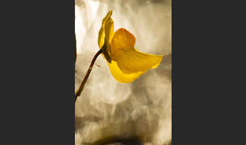 Verkannter Wasserschlauch (Utricularia australis)