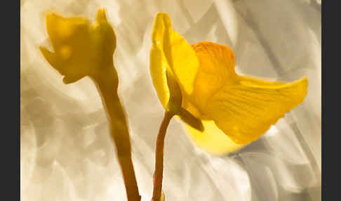 Verkannter Wasserschlauch (Utricularia australis)