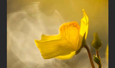 Verkannter Wasserschlauch (Utricularia australis)