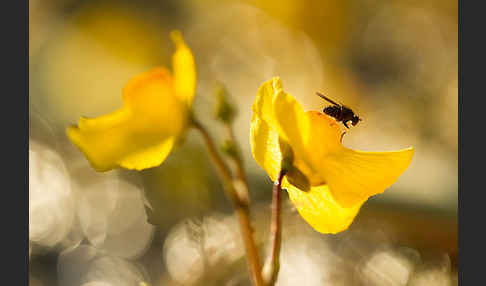 Verkannter Wasserschlauch (Utricularia australis)