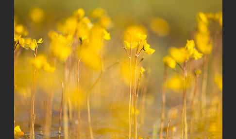 Verkannter Wasserschlauch (Utricularia australis)