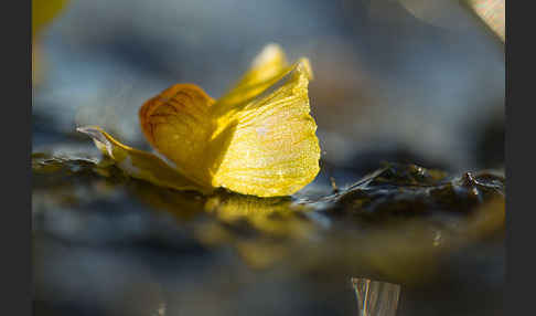 Verkannter Wasserschlauch (Utricularia australis)