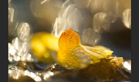 Verkannter Wasserschlauch (Utricularia australis)