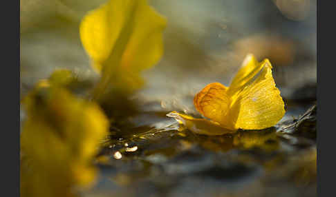 Verkannter Wasserschlauch (Utricularia australis)