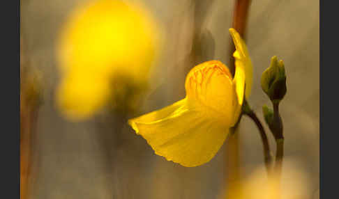 Verkannter Wasserschlauch (Utricularia australis)